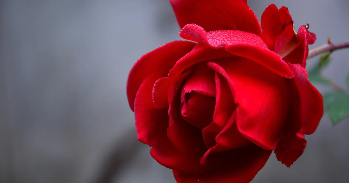 How Many Roses in a Wrist Corsage fresh red garden roses