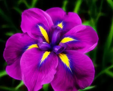 Can You Be Allergic to Fresh Cut Flowers
