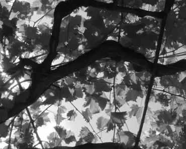 Is a Pergola a Canopy