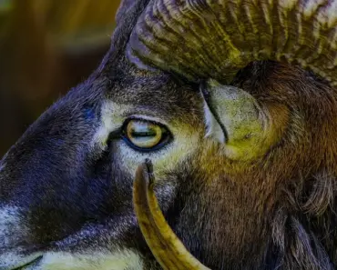 Aries June Horoscope Monthly Trends for