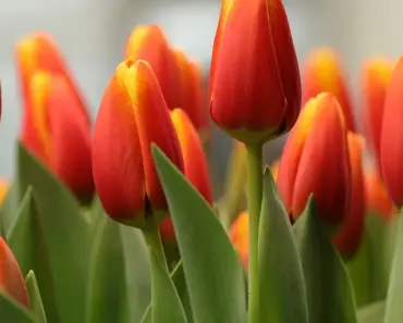 Is There a Flower God