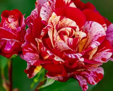 Are Forever Roses Real
