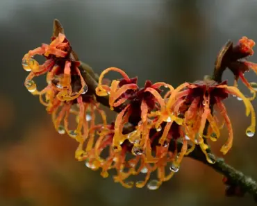 Does Witch Hazel Draw Out Impurities
