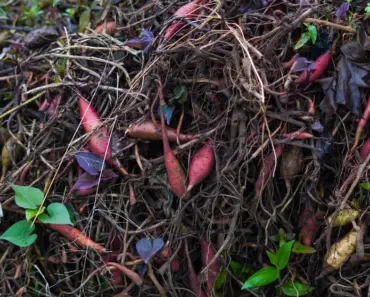 Should I Use Topsoil or Compost in Garden