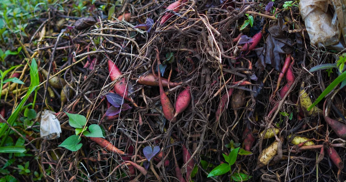 Should I Use Topsoil or Compost in Garden organic garden compost bin