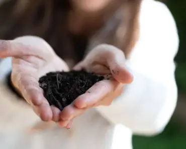 Can Earthworms Survive Out of Soil