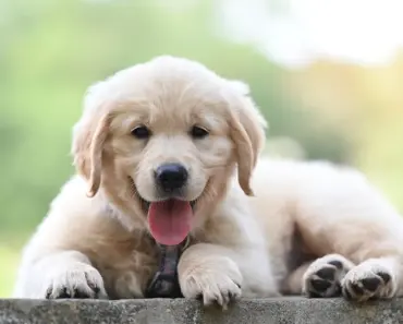Does Dog Poop Go in Compost or Garbage
