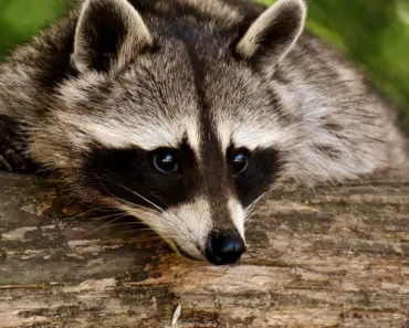 What Does Vinegar Do to Raccoons