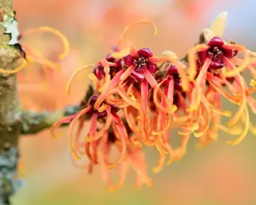Does Witch Hazel Draw Out Pus