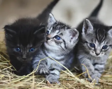 What Personality Type Likes Cats
