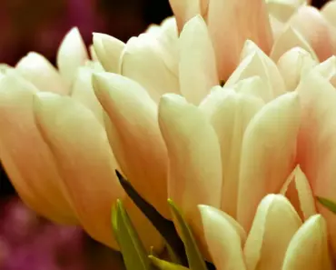 Who Are Bouqs Flowers Competitors