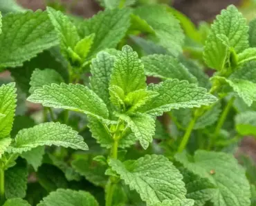 What is the Arousal Balm