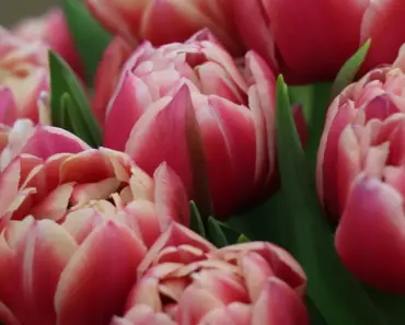 Which Cut Flowers Should Not Go in Cooler