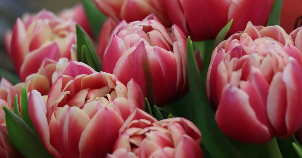 Which Cut Flowers Should Not Go in Cooler fresh colorful flower bouquet