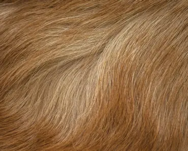 How Did People Style Their Hair in the 1950s