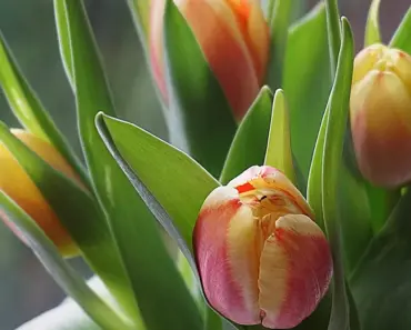 What Makes Farmgirl Flowers Different