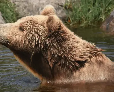 Are There Bears at Lake Winnipesaukee Are There Bears at Lake Winnipesaukee