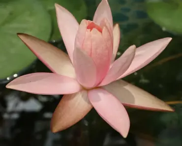 What is the Point of the Lotus Eaters