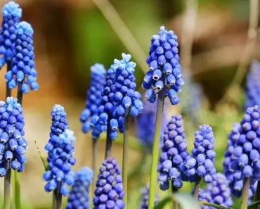 What Does Grape Mean in Prison