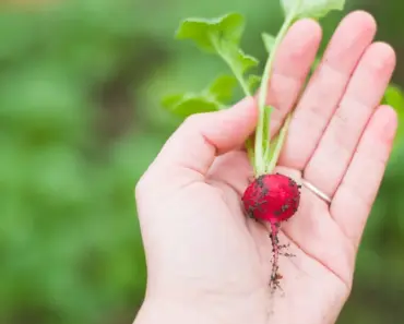 How Long to Wait After Adding Compost to Garden