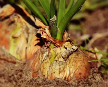 Can You Hot Compost in a Tumbler