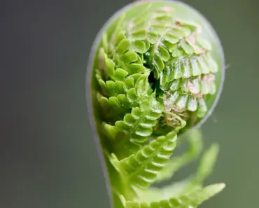 What Are Ferns Famous for
