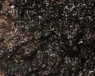 What Happens If Compost Has Too Much Carbon What Happens If Compost Has Too Much Carbon
