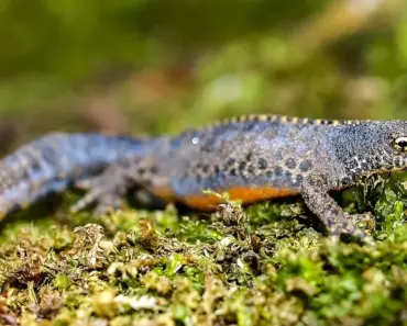 Can You Visit the Newt Without Membership for Free