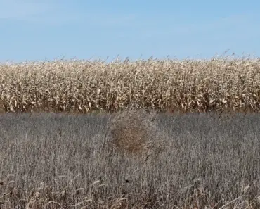 Does Nebraska Have a Grace Period for Tag Renewals