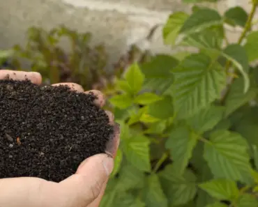 Can Compost Be Toxic to Plants
