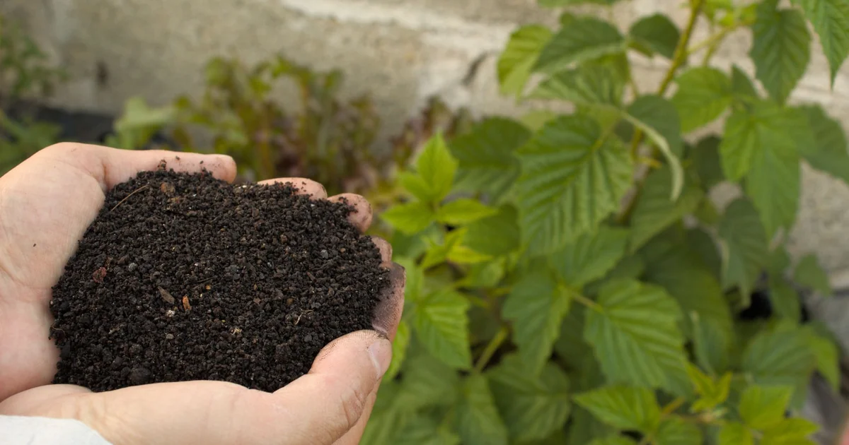 Can Compost Be Toxic to Plants organic garden compost bin