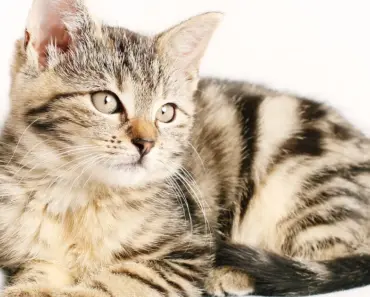 Is Ora Cat Coming to the Usa