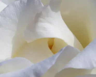 What Does a White Rose Symbolize
