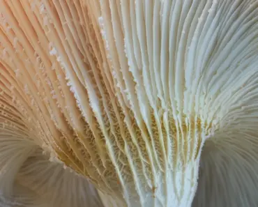 What is Biological Transmission