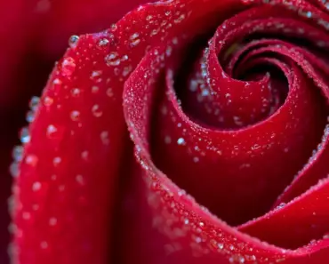 What Color Roses for Christmas