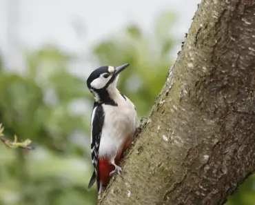 Are Woodpecker Tools Made in Usa