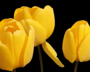 What is the Most Common Corsage Flower