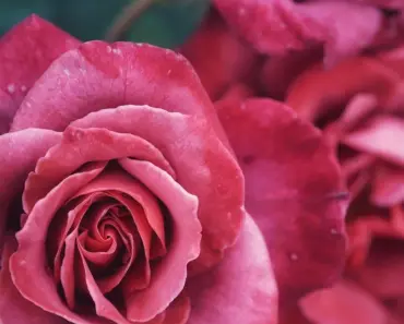 How Do You Make Real Roses