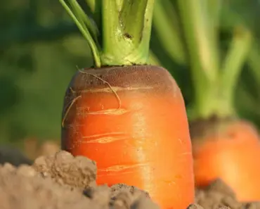 When Should You Start and Stop Adding to a Compost Heap