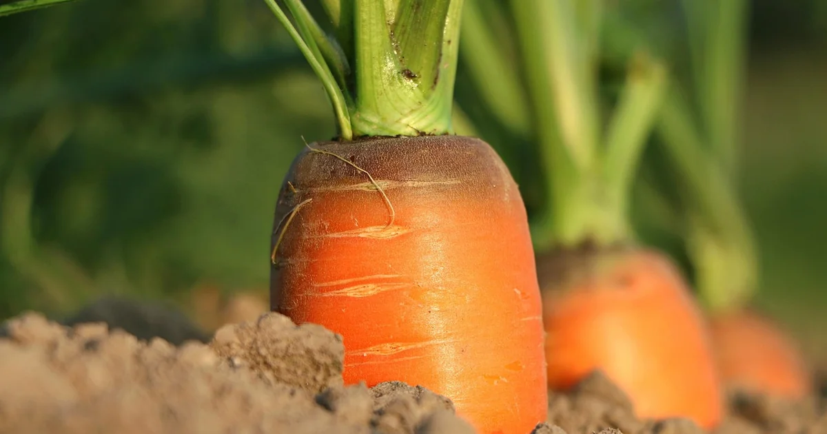 When Should You Start and Stop Adding to a Compost Heap rich organic soil gardening