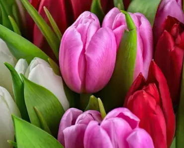 What Does Pink Flowers to a Girl Mean