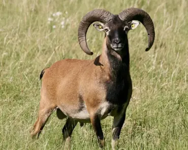 Aries Financial Focus May 2026 Monthly
