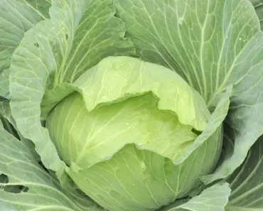 Do Worms Like Cabbage