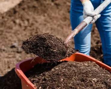 Are Fruit Fly Maggots Bad for Compost