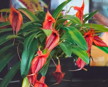 Will Plants Grow in Compost Only