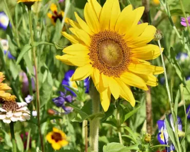 What is the Rule of Thumb for Flower Arrangements