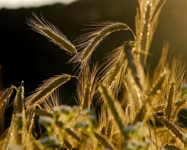 Who Invented Crop Insurance