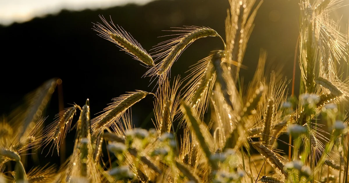 Who Invented Crop Insurance invented crop