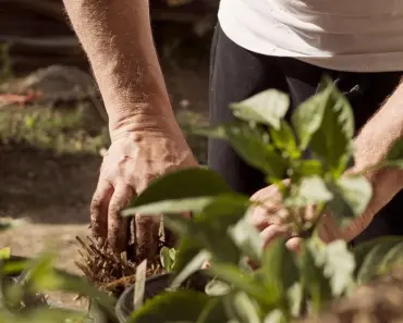 Can You Mix Compost and Manure