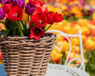 How Do You Keep Dried Flowers in Good Condition
